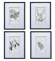 画像1: 輸入雑貨 額絵 植物柄 アートフレーム 4枚セット ボタニカルアート ナチュラル デッサン 鉛筆 -cot- AN-43782 送料無料 直輸入 リビングスタジオ (1)