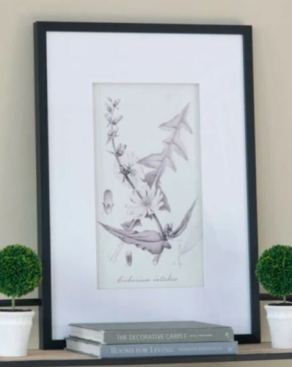 画像8: 輸入雑貨 額絵 植物柄 アートフレーム 4枚セット ボタニカルアート ナチュラル デッサン 鉛筆 -cot- AN-43782 送料無料 直輸入 リビングスタジオ (8)