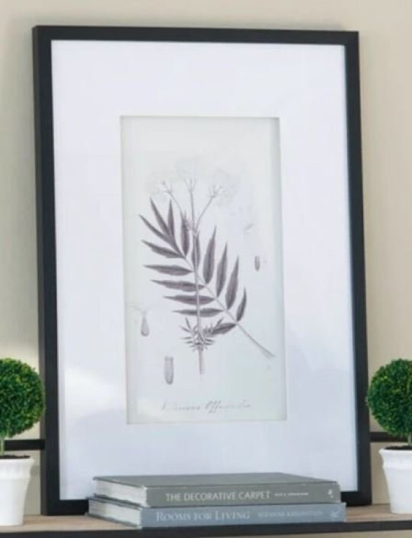 画像5: 輸入雑貨 額絵 植物柄 アートフレーム 4枚セット ボタニカルアート ナチュラル デッサン 鉛筆 -cot- AN-43782 送料無料 直輸入 リビングスタジオ (5)
