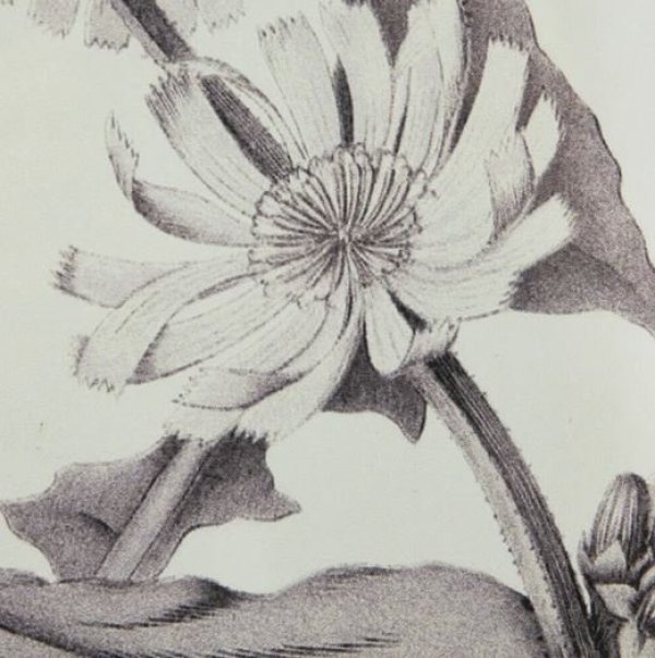 画像4: 輸入雑貨 額絵 植物柄 アートフレーム 4枚セット ボタニカルアート ナチュラル デッサン 鉛筆 -cot- AN-43782 送料無料 直輸入 リビングスタジオ (4)