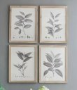 画像3: 輸入雑貨 額絵 植物柄 アートフレーム 4枚セット ボタニカルアート ナチュラル デッサン 鉛筆 -cot- AN-80196 送料無料 直輸入 リビングスタジオ (3)