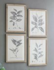 画像2: 輸入雑貨 額絵 植物柄 アートフレーム 4枚セット ボタニカルアート ナチュラル デッサン 鉛筆 -cot- AN-80196 送料無料 直輸入 リビングスタジオ (2)