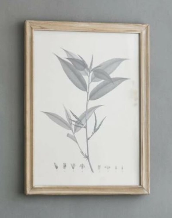 画像6: 輸入雑貨 額絵 植物柄 アートフレーム 4枚セット ボタニカルアート ナチュラル デッサン 鉛筆 -cot- AN-80196 送料無料 直輸入 リビングスタジオ (6)