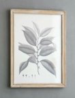 画像7: 輸入雑貨 額絵 植物柄 アートフレーム 4枚セット ボタニカルアート ナチュラル デッサン 鉛筆 -cot- AN-80196 送料無料 直輸入 リビングスタジオ (7)