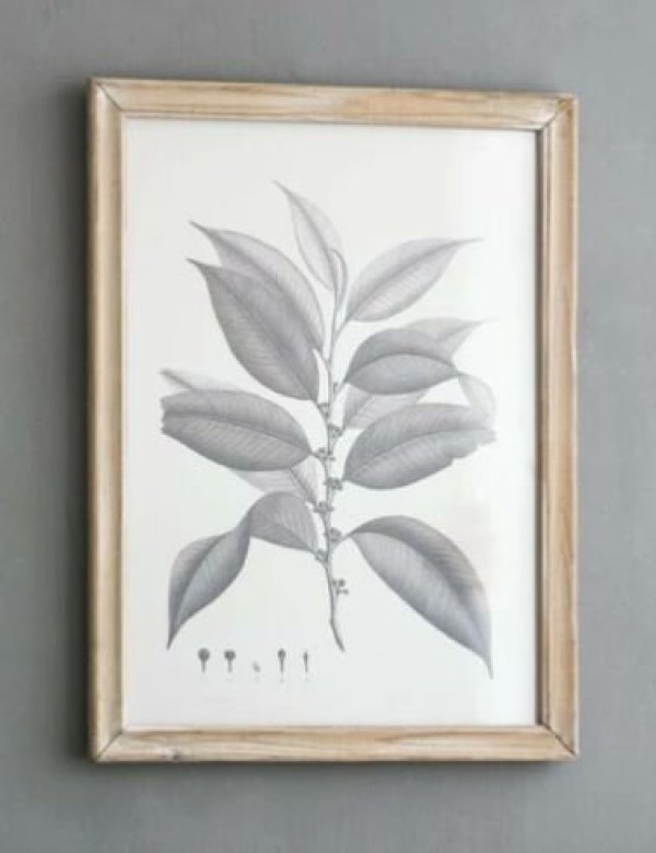 画像7: 輸入雑貨 額絵 植物柄 アートフレーム 4枚セット ボタニカルアート ナチュラル デッサン 鉛筆 -cot- AN-80196 送料無料 直輸入 リビングスタジオ (7)