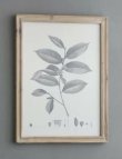 画像5: 輸入雑貨 額絵 植物柄 アートフレーム 4枚セット ボタニカルアート ナチュラル デッサン 鉛筆 -cot- AN-80196 送料無料 直輸入 リビングスタジオ (5)