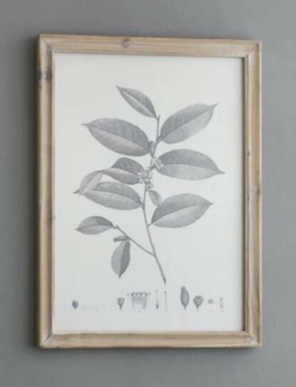 画像5: 輸入雑貨 額絵 植物柄 アートフレーム 4枚セット ボタニカルアート ナチュラル デッサン 鉛筆 -cot- AN-80196 送料無料 直輸入 リビングスタジオ (5)