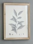 画像4: 輸入雑貨 額絵 植物柄 アートフレーム 4枚セット ボタニカルアート ナチュラル デッサン 鉛筆 -cot- AN-80196 送料無料 直輸入 リビングスタジオ (4)