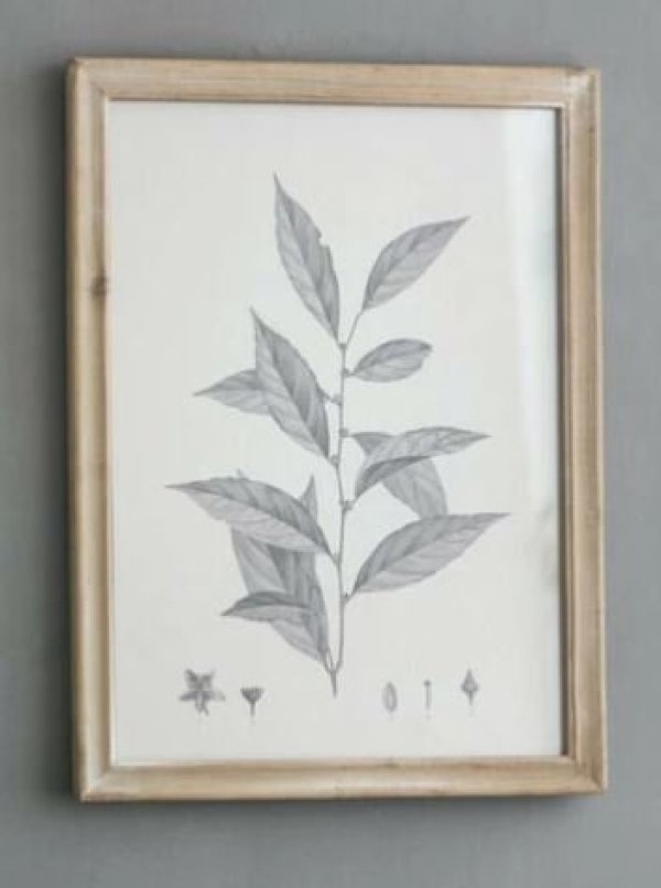 画像4: 輸入雑貨 額絵 植物柄 アートフレーム 4枚セット ボタニカルアート ナチュラル デッサン 鉛筆 -cot- AN-80196 送料無料 直輸入 リビングスタジオ (4)