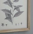 画像9: 輸入雑貨 額絵 植物柄 アートフレーム 4枚セット ボタニカルアート ナチュラル デッサン 鉛筆 -cot- AN-80196 送料無料 直輸入 リビングスタジオ (9)