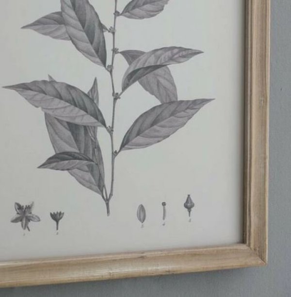 画像9: 輸入雑貨 額絵 植物柄 アートフレーム 4枚セット ボタニカルアート ナチュラル デッサン 鉛筆 -cot- AN-80196 送料無料 直輸入 リビングスタジオ (9)